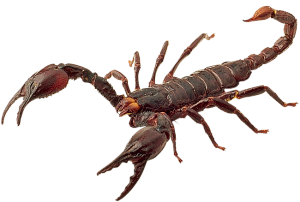 Scorpion PNG-12119